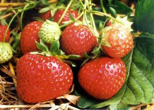 Polka Erdbeeren